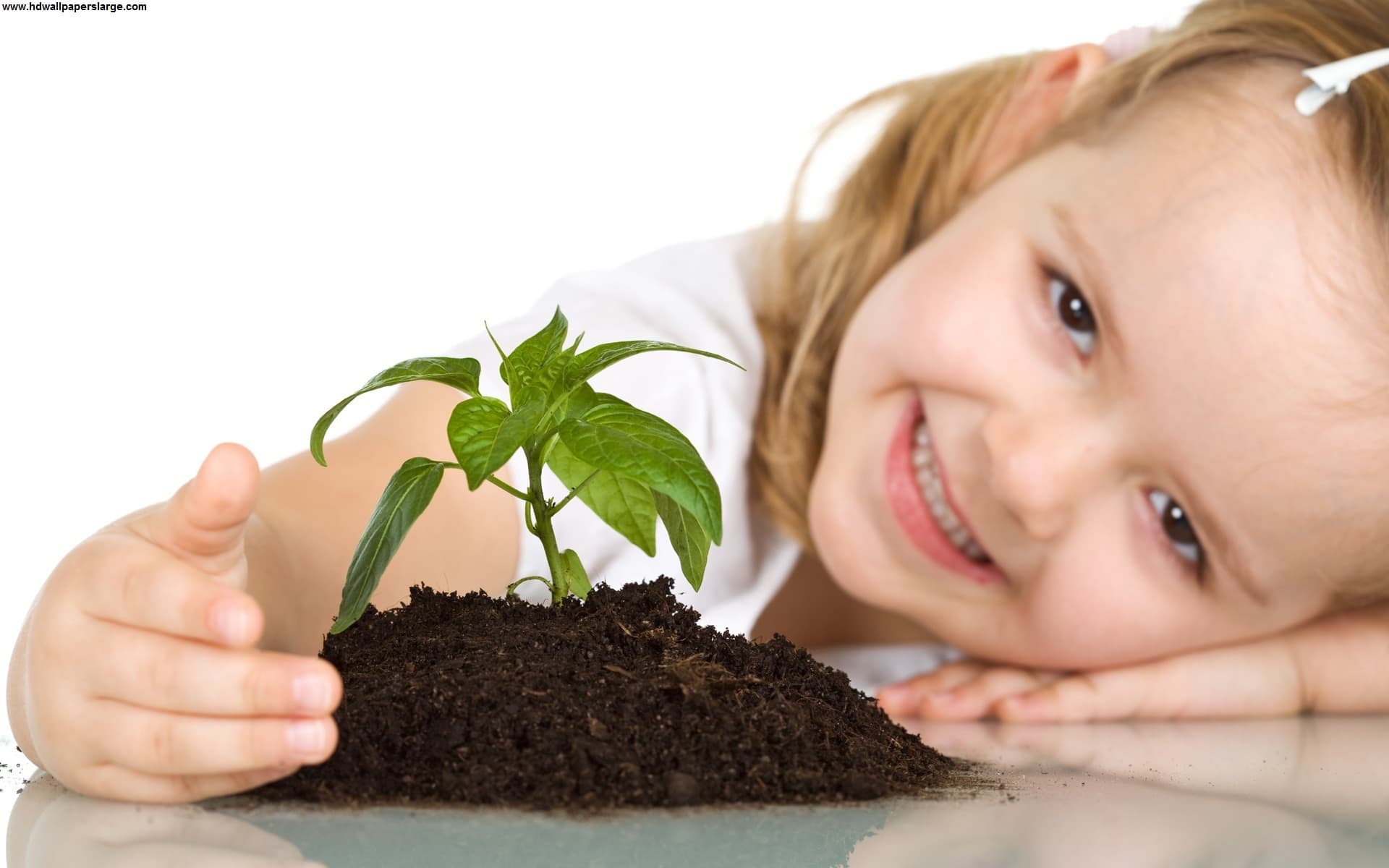 Tree Plantation